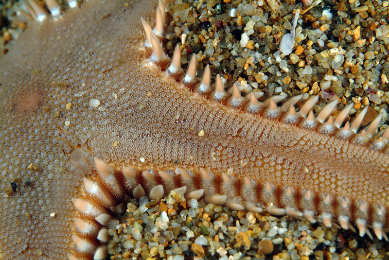 Astropecten platyacanthus (Philippi, 1837)